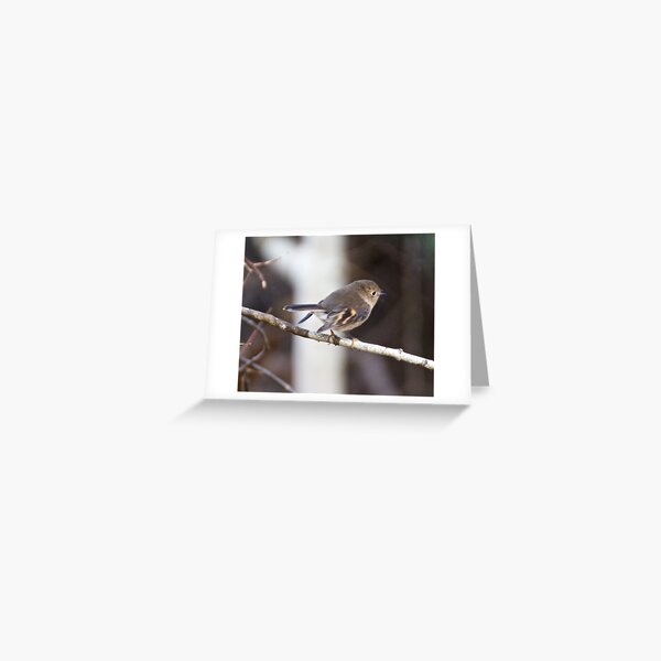 ROBIN ~ Flame Robin jU4L87eL by David Irwin Greeting Card