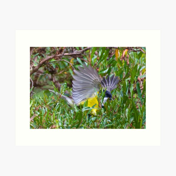 WHISTLER ~ Golden Whistler WUMWHQR9 by David Irwin Art Print