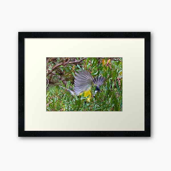 WHISTLER ~ Golden Whistler WUMWHQR9 by David Irwin Framed Art Print