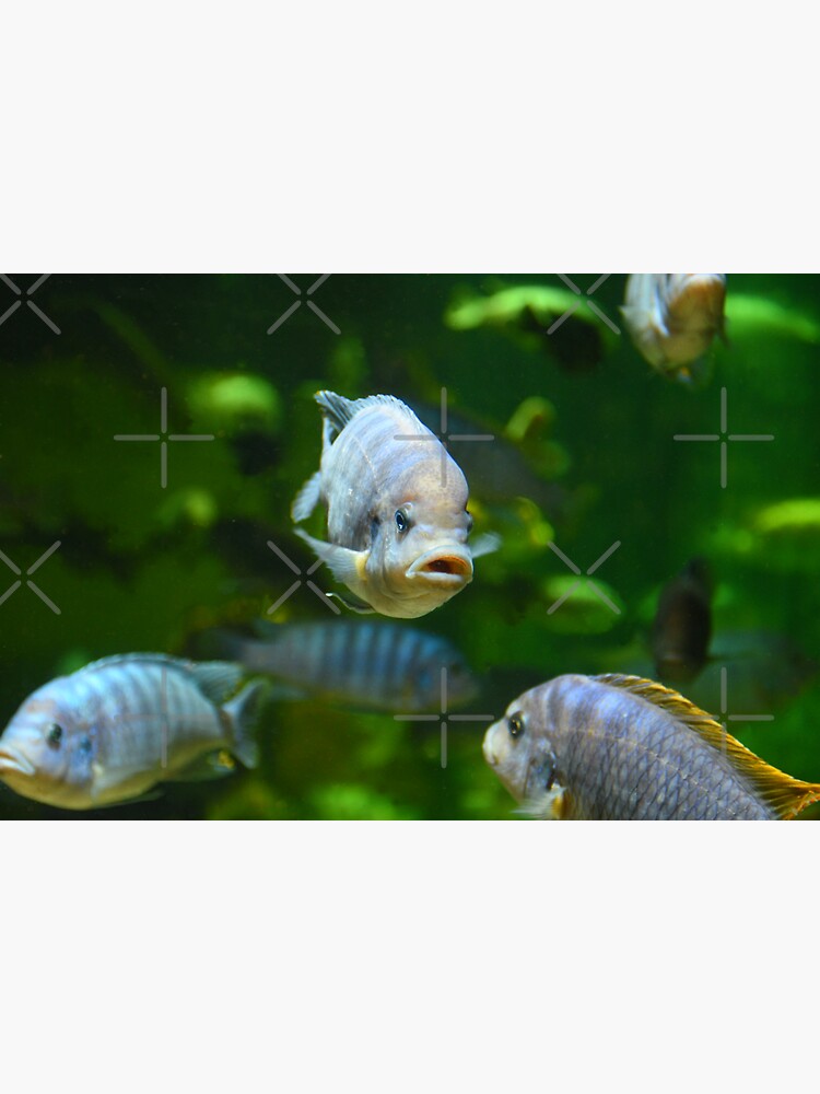 Pillow Cover Thai Silk Flowerhorn Cichlid aquarium fish 