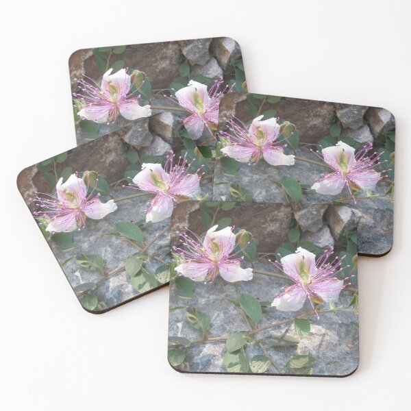 Item preview, Caper flower designed and sold by Kriti68.