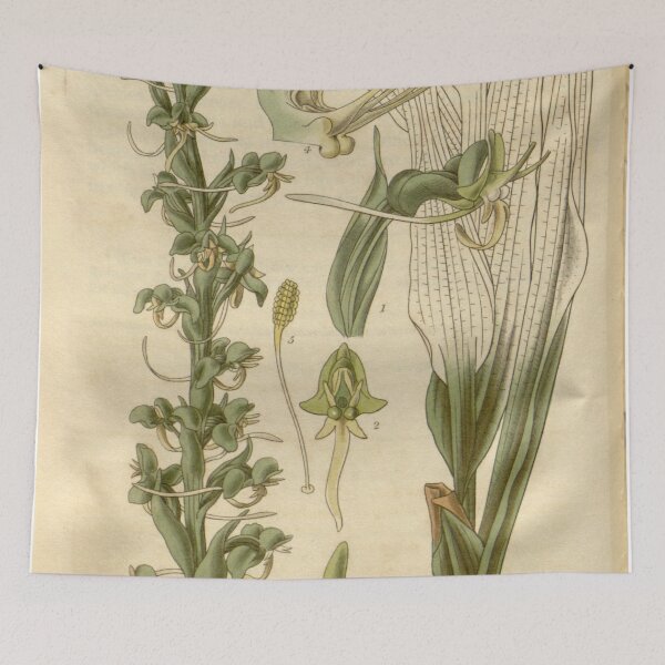 Item preview, Habenaria leptoceras Curtis' 54 (N.S. 1) pl. 2726 (1827) designed and sold by EsotericBotanic.