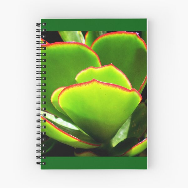 Item preview, Succulent - PADDLE PLANT or Aeonium Tree designed and sold by EdsMum.