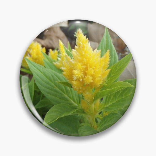 Item preview, Yellow celosia designed and sold by greentiger1.