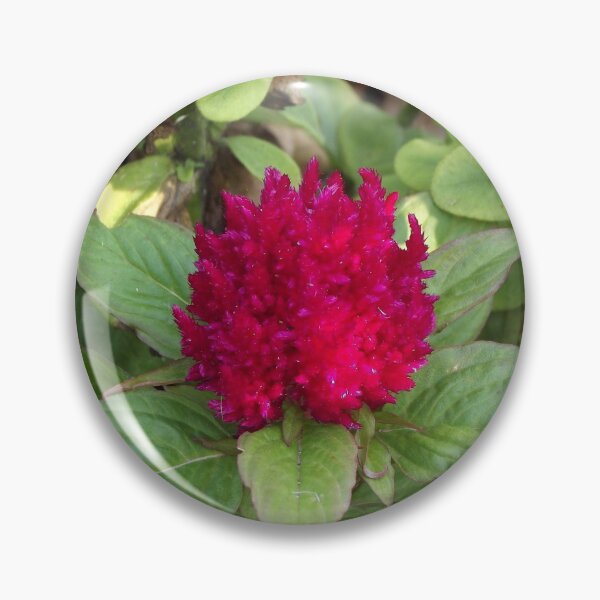 Item preview, Red celosia designed and sold by greentiger1.