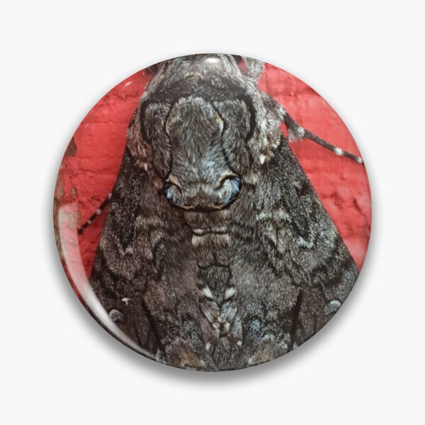 Item preview, Enormous Moth on the side of the Red Shed designed and sold by Taleta Hollis.