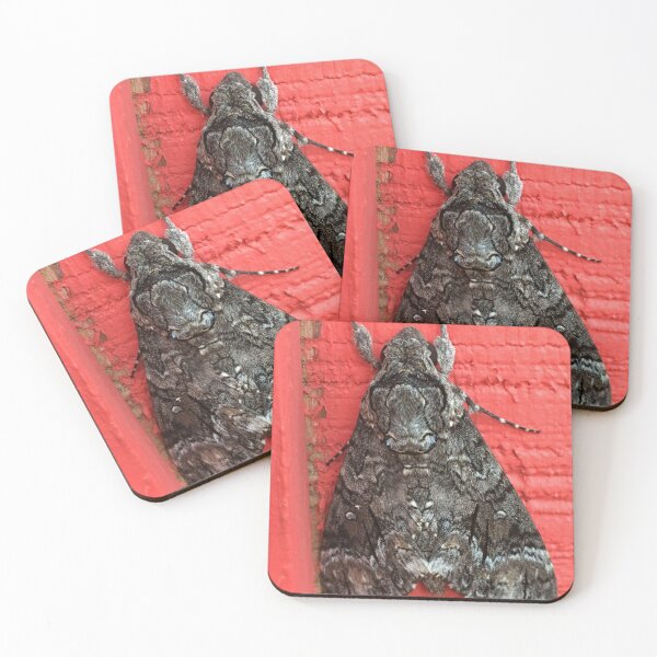 Item preview, Enormous Moth on the side of the Red Shed designed and sold by Taleta Hollis.