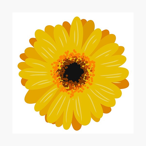 Lámina fotográfica «Ilustraciones de flores: Gerbera amarilla» de  ChriseryMerch | Redbubble