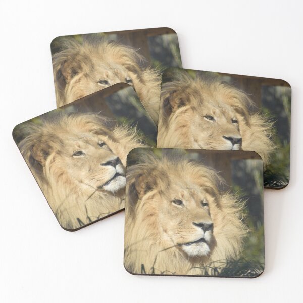 Item preview, African Lion at the Maryland Zoo designed and sold by Zoo and Nature Photography by Karie.