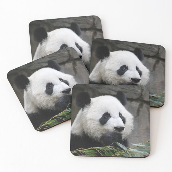 Item preview, Giant Panda Xi Lun at Zoo Atlanta designed and sold by Zoo and Nature Photography by Karie.