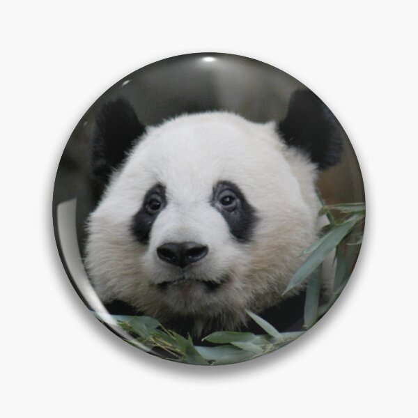 Item preview, Giant Panda Ya Lun at Zoo Atlanta designed and sold by Zoo and Nature Photography by Karie.