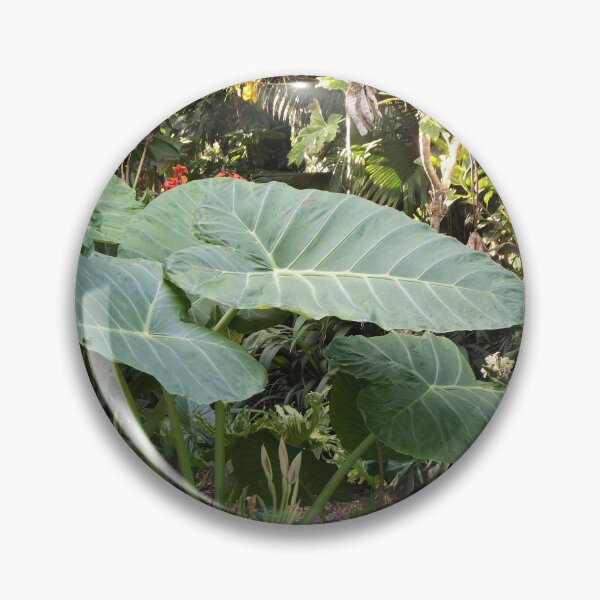 Item preview, Colocasia gigantea designed and sold by greentiger1.