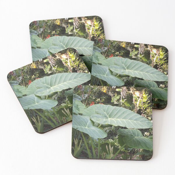Item preview, Colocasia gigantea designed and sold by greentiger1.
