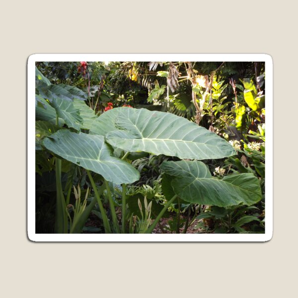 Item preview, Colocasia gigantea designed and sold by greentiger1.