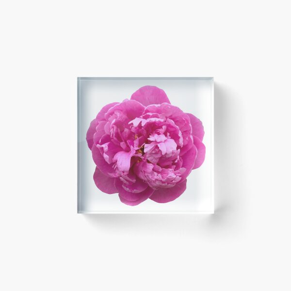 Artikelvorschau, Rosa Pfingstrosenblume Stillleben Blumenfotografie entworfen und verkauft von CottoVerdi.