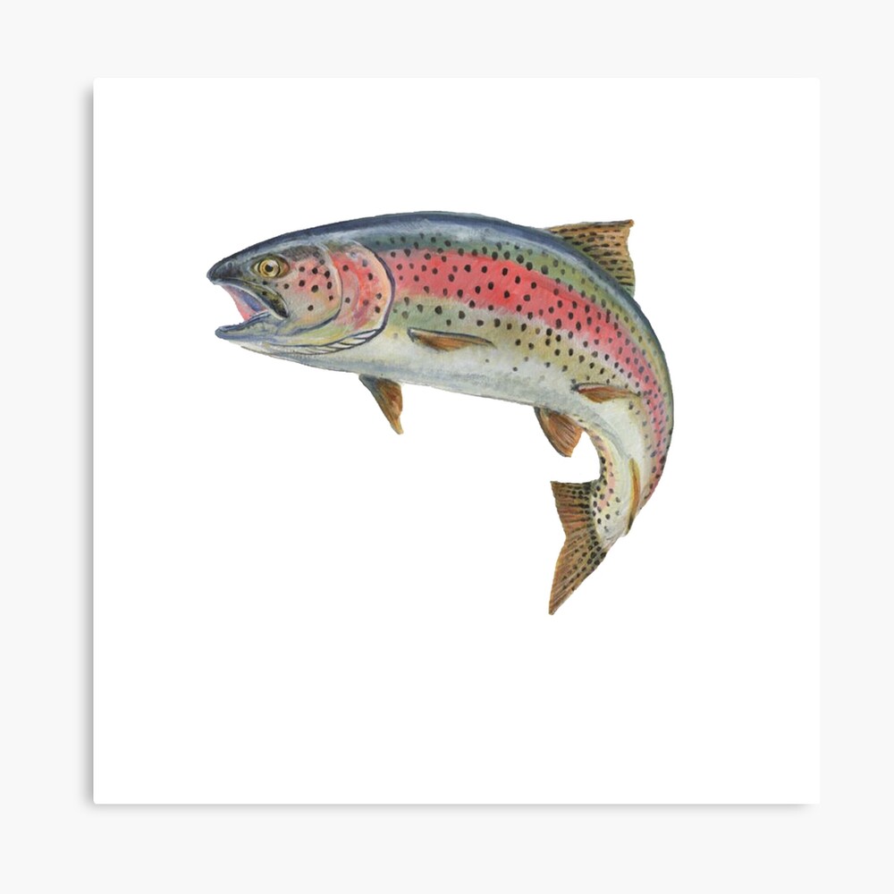 The Classic Trout Flies Collection Art Board Print for Sale by  NewCreationPro