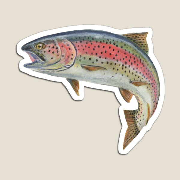 Rainbow Trout Magnet