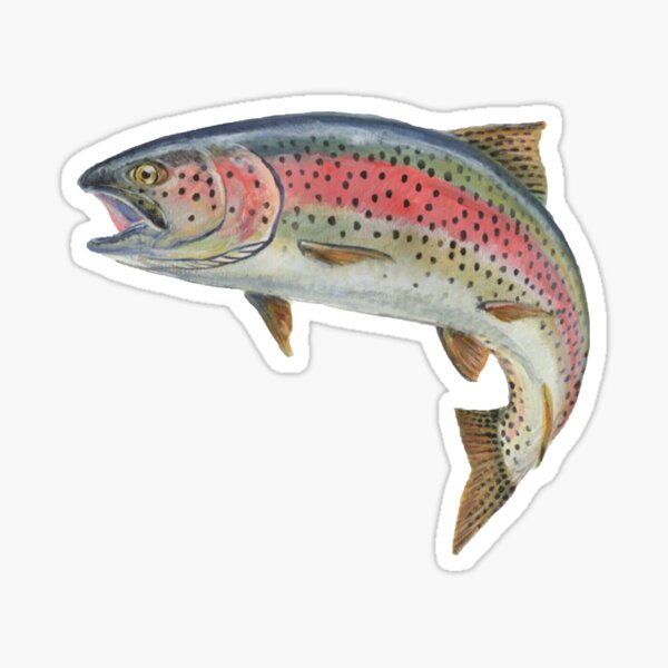 Trout Decals Fish Stickers Tackle Box RV Truck Trailer Camping AFP-0094 