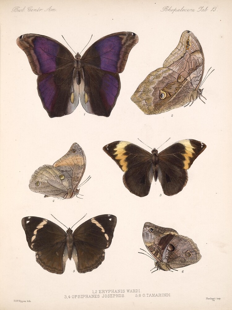 "Vintage Scientific Illustration Of Butterfly Moth Encyclopedia Labeled Diagrams" Sticker for