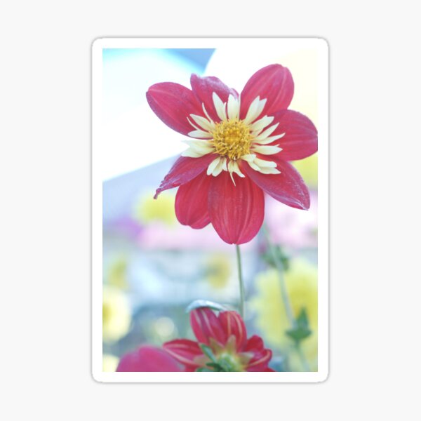 Item preview, Dahlia Flower 3 designed and sold by DeborahMcGrath.