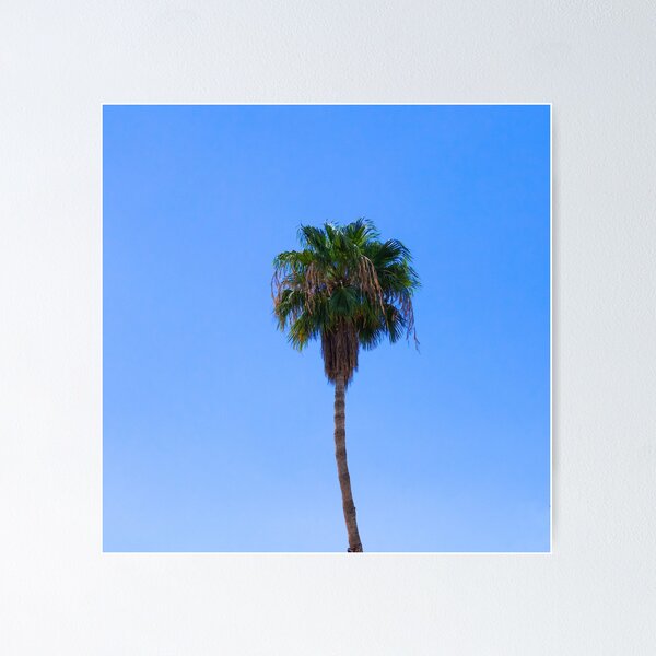 Palm Springs Palm Poster
