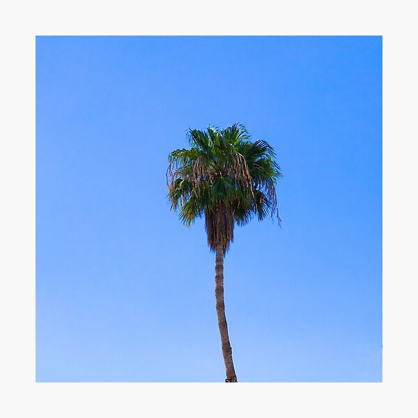 Palm Springs Palm Photographic Print