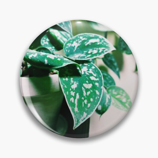 Item preview, Scindapsus Pictus 2 designed and sold by grdnstplantmom.