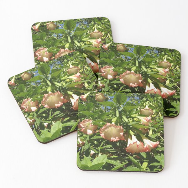 Item preview, Brugmansia flowers designed and sold by greentiger1.