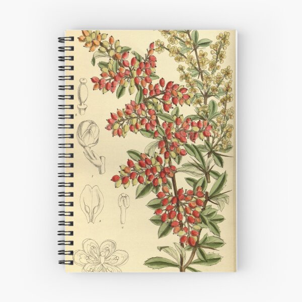 Item preview, Berberis prattii 140 8549 designed and sold by EsotericBotanic.