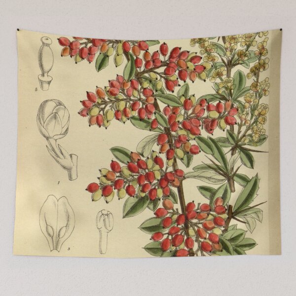 Item preview, Berberis prattii 140 8549 designed and sold by EsotericBotanic.