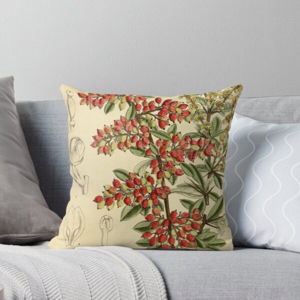 Item preview, Berberis prattii 140 8549 designed and sold by EsotericBotanic.