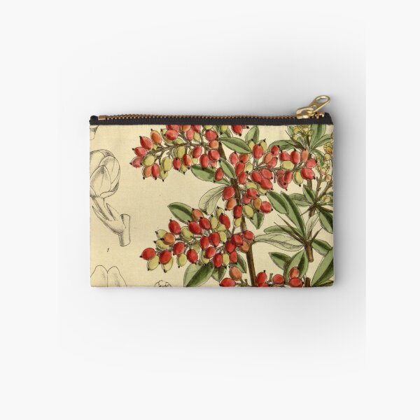 Item preview, Berberis prattii 140 8549 designed and sold by EsotericBotanic.