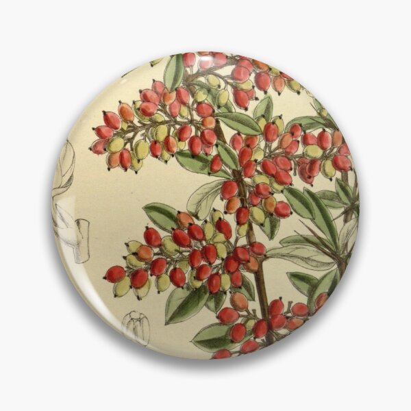 Item preview, Berberis prattii 140 8549 designed and sold by EsotericBotanic.