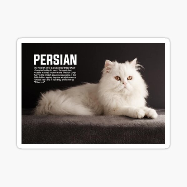 Persian Shirazi Cat Breed