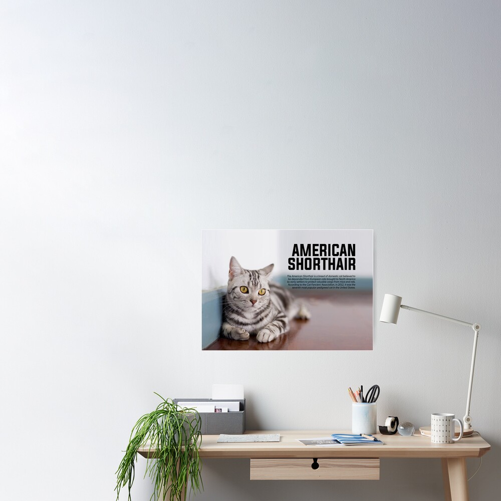 Poster Race De Chat Americain A Poil Court Par Thequotesmap Redbubble