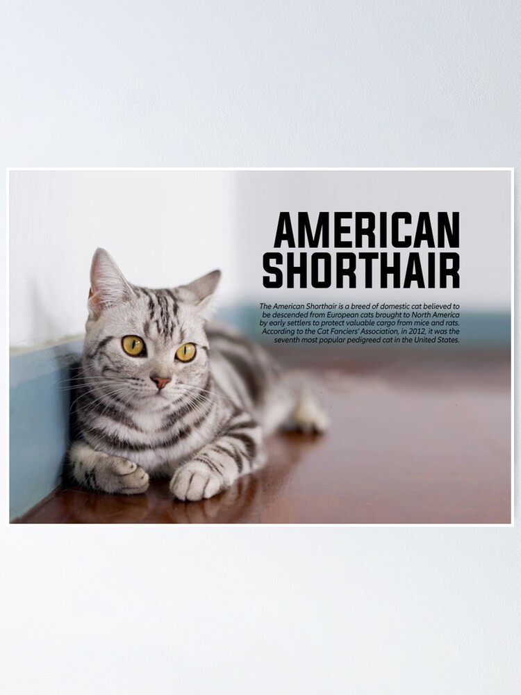 Poster Race De Chat Americain A Poil Court Par Thequotesmap Redbubble