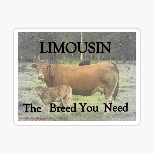 Item preview, LIMOUSIN CATTLE, THE BREED YOU NEED , COW AND CALF  EDITION  designed and sold by Opalbluerose.