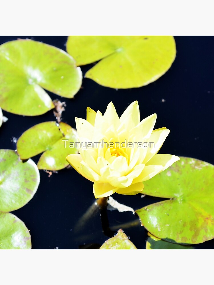 Yellow flower by Tanyamhenderson