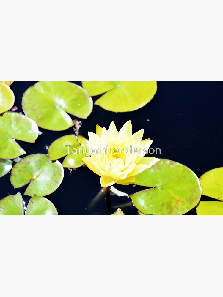 Yellow flower by Tanyamhenderson