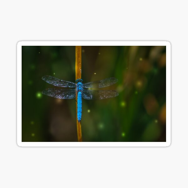 Blue Dragonfly Sticker