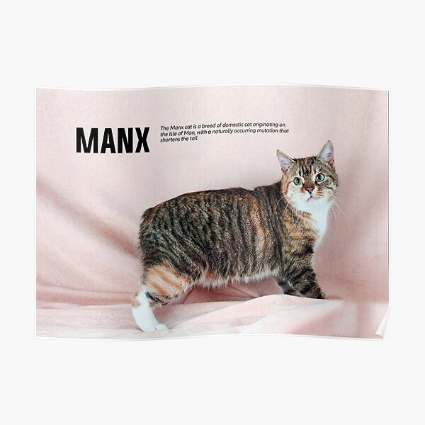 Posters Sur Le Theme Chat Manx Redbubble