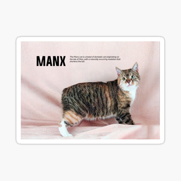 Manx Kitten Cat Blue Knitted Blanket Round Cufflink Set Gold Color 