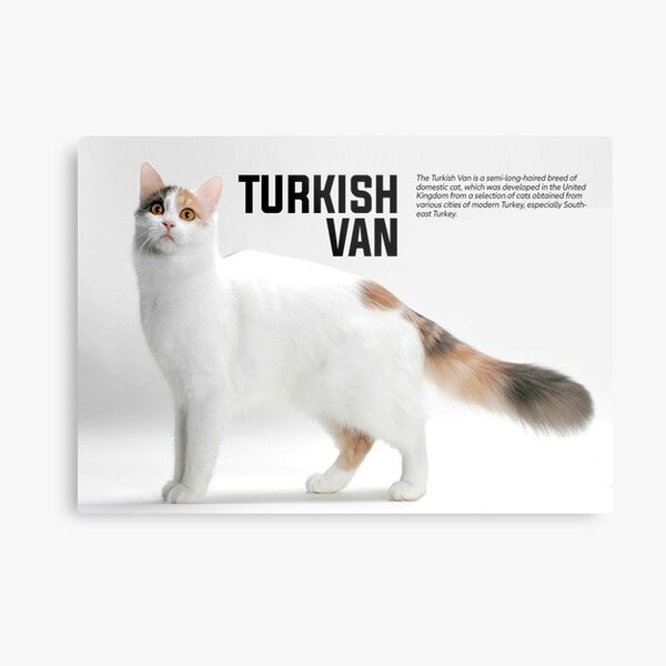 Turkish Van Wall Art Redbubble