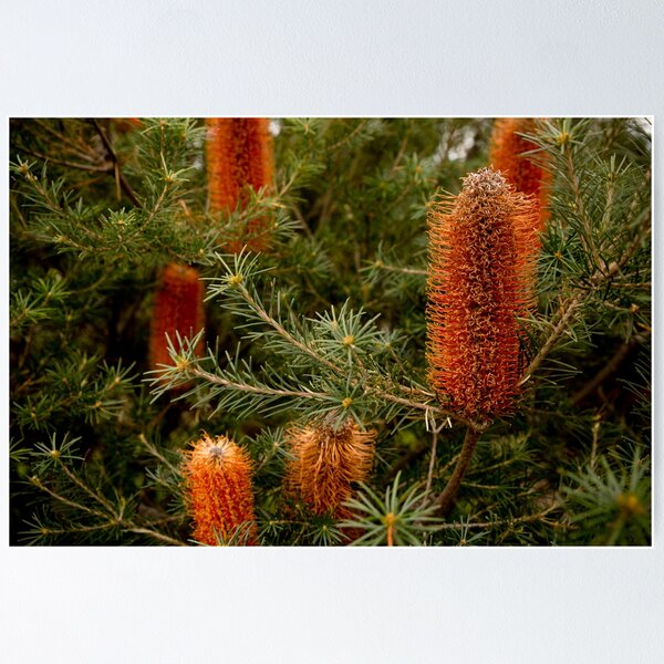 Item preview, Banksia #5 designed and sold by SamanthaKaspers.
