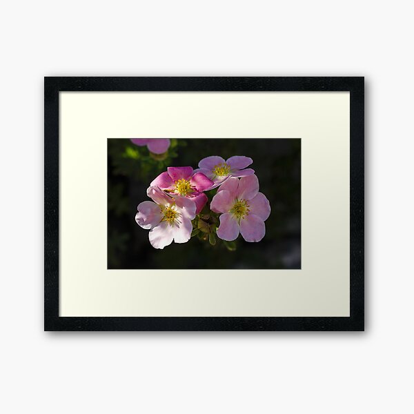 Flower power 14.09.2020 Framed Art Print