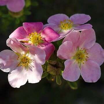 Artwork thumbnail, Mystical Petals: Unraveling the Essence of Floral Beauty by cokemann