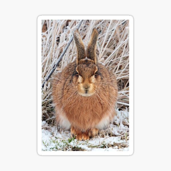 Brown Hare Sticker