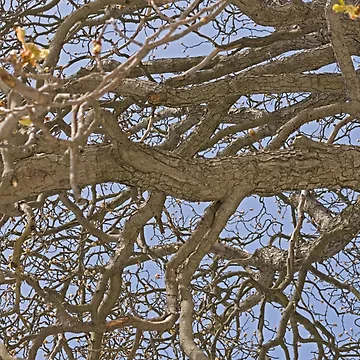 Imagen de la obra Gnarled Tree Abstract de Inimma