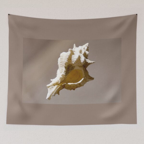 Item preview, Baby Conch shell in close-up detail designed and sold by NJH110.