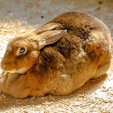 Artwork thumbnail, Rex Rabbit by Dalyndigital Photography
